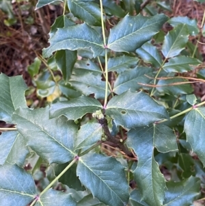 Berberis aquifolium at Molonglo Valley, ACT - 9 Jun 2023 12:20 PM