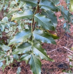 Berberis aquifolium at Molonglo Valley, ACT - 9 Jun 2023 12:20 PM