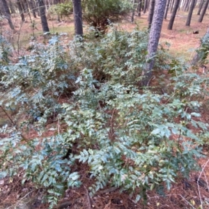 Berberis aquifolium at Molonglo Valley, ACT - 9 Jun 2023 12:20 PM