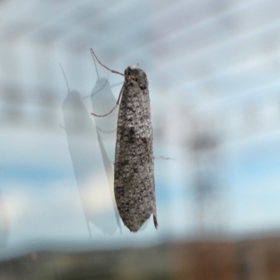 Lepidoscia adelopis, annosella and similar species (A Case moth) at Yass River, NSW - 12 Jun 2023 by SenexRugosus