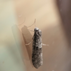 Lepidoscia adelopis, annosella and similar species at Yass River, NSW - 12 Jun 2023