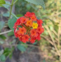 Lantana camara (Lantana) at Woocoo, QLD - 14 Aug 2022 by aavankampen