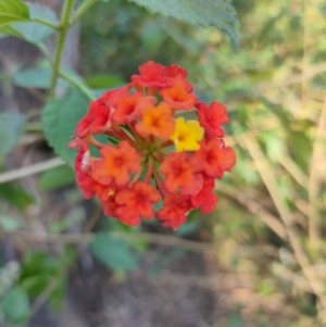 Lantana camara at Woocoo, QLD - 14 Aug 2022