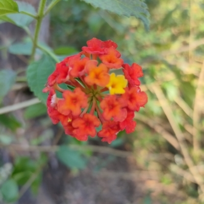 Lantana camara (Lantana) at Woocoo, QLD - 14 Aug 2022 by aavankampen