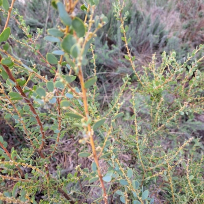 Acacia brachybotrya (Grey Mulga, Grey Wattle) at Mount Majura - 12 Jun 2023 by abread111