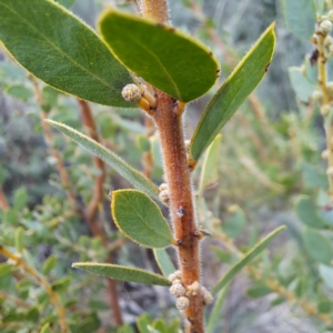 Acacia brachybotrya at Watson, ACT - 12 Jun 2023