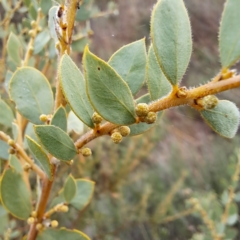Acacia brachybotrya at Watson, ACT - 12 Jun 2023