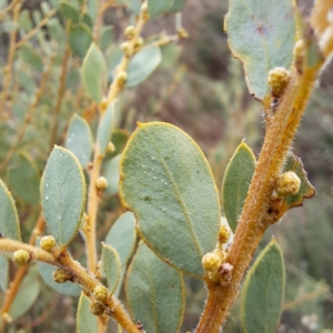 Acacia brachybotrya at Watson, ACT - 12 Jun 2023