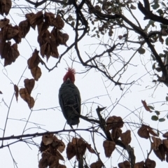 Callocephalon fimbriatum (Gang-gang Cockatoo) at Watson, ACT - 12 Jun 2023 by AniseStar