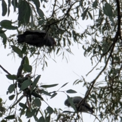 Callocephalon fimbriatum at Watson, ACT - 12 Jun 2023