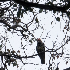 Callocephalon fimbriatum at Watson, ACT - 12 Jun 2023