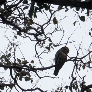 Callocephalon fimbriatum at Watson, ACT - 12 Jun 2023