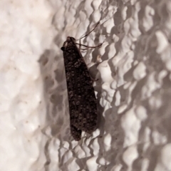 Lepidoscia adelopis, annosella and similar species (A Case moth) at Watson, ACT - 12 Jun 2023 by AniseStar