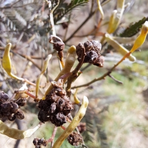 Uromycladium sp. at Watson, ACT - 12 Jun 2023