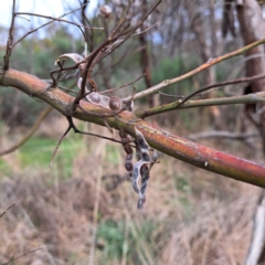 Uromycladium sp. at Watson, ACT - 12 Jun 2023 11:28 AM