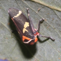 Eurymeloides pulchra (Gumtree hopper) at Higgins, ACT - 12 Jan 2023 by AlisonMilton