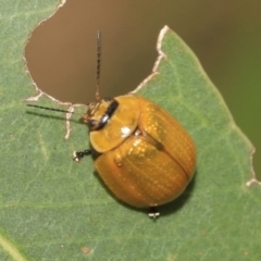 Paropsisterna cloelia (Eucalyptus variegated beetle) at Higgins, ACT - 12 Jan 2023 by AlisonMilton