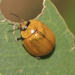 Paropsisterna cloelia at Higgins, ACT - 12 Jan 2023 04:30 PM