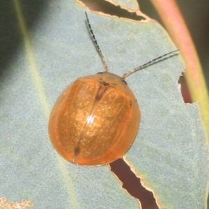 Paropsisterna cloelia at Higgins, ACT - 12 Jan 2023