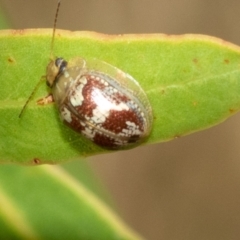 Paropsisterna sp. ("Ch11" of DeLittle 1979) (A leaf beetle) at Higgins, ACT - 12 Jan 2023 by AlisonMilton