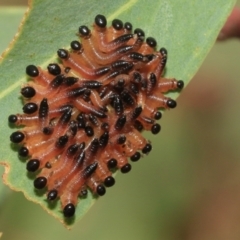 Perginae sp. (subfamily) (Unidentified pergine sawfly) at Higgins, ACT - 12 Jan 2023 by AlisonMilton