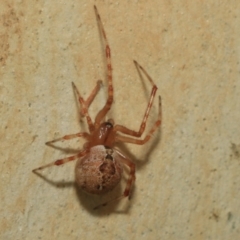 Cryptachaea veruculata at Higgins, ACT - 12 Jan 2023