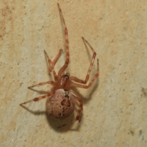 Cryptachaea veruculata at Higgins, ACT - 12 Jan 2023 03:42 PM