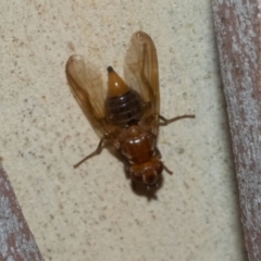 Neotoxura longipalpis (Light fly) at Higgins, ACT - 12 Jan 2023 by AlisonMilton