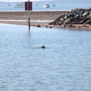 Tursiops truncatus at Cleveland, QLD - 10 Jun 2023