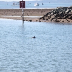 Tursiops truncatus (Bottlenose Dolphin) at Cleveland, QLD - 10 Jun 2023 by TimL