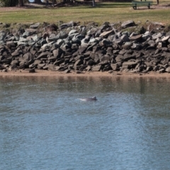 Tursiops truncatus at Cleveland, QLD - 10 Jun 2023