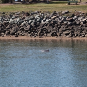 Tursiops truncatus at Cleveland, QLD - 10 Jun 2023