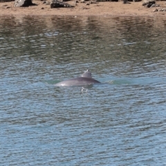 Tursiops truncatus at Cleveland, QLD - 10 Jun 2023