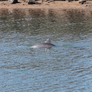 Tursiops truncatus at Cleveland, QLD - 10 Jun 2023