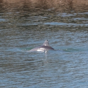 Tursiops truncatus at Cleveland, QLD - 10 Jun 2023