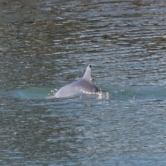 Tursiops truncatus at Cleveland, QLD - 10 Jun 2023