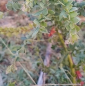 Acacia vestita at Fadden, ACT - 12 Jun 2023