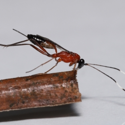 Stiromesostenus sp. (genus) at Wellington Point, QLD - 12 Jun 2023 by TimL