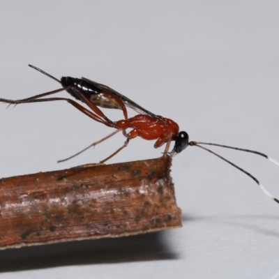 Unidentified Parasitic wasp (numerous families) at Wellington Point, QLD - 12 Jun 2023 by TimL