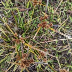 Cyperus eragrostis (Umbrella Sedge) at Watson, ACT - 13 Jun 2023 by AniseStar