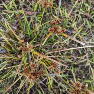 Cyperus eragrostis at Watson, ACT - 13 Jun 2023 09:14 AM