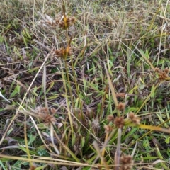 Cyperus eragrostis at Watson, ACT - 13 Jun 2023