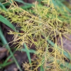 Asparagus plumosus (Climbing Asparagus Fern) at Watson, ACT - 13 Jun 2023 by AniseStar