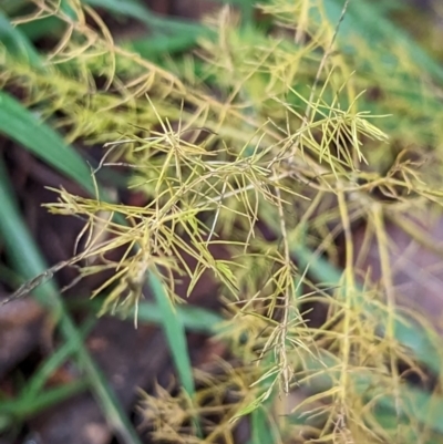 Asparagus plumosus (Climbing Asparagus Fern) at Watson Green Space - 12 Jun 2023 by AniseStar