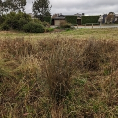 Juncus sp. (A Rush) at Watson, ACT - 13 Jun 2023 by AniseStar