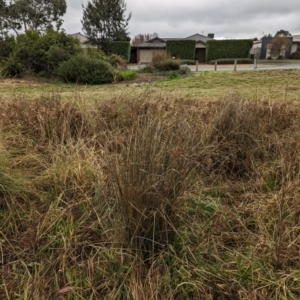 Juncus sp. at Watson, ACT - 13 Jun 2023