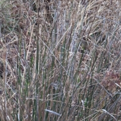 Juncus sp. at Watson, ACT - 13 Jun 2023