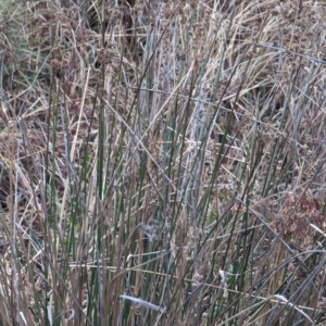 Juncus sp. at Watson, ACT - 13 Jun 2023 09:25 AM