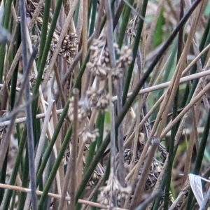 Juncus sp. at Watson, ACT - 13 Jun 2023 09:25 AM