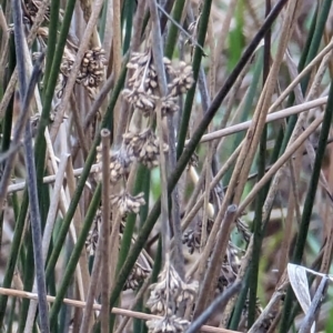 Juncus sp. at Watson, ACT - 13 Jun 2023